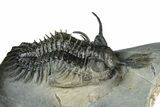 Triple Spiny Walliserops Trilobite Specimen - Timrzit, Morocco #354605-13